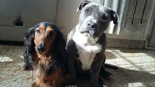Perros-arrepentidos-Web-Daniel-Martino_CLAIMA20160826_0076_28
