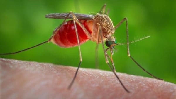Mosquito1-1024x575