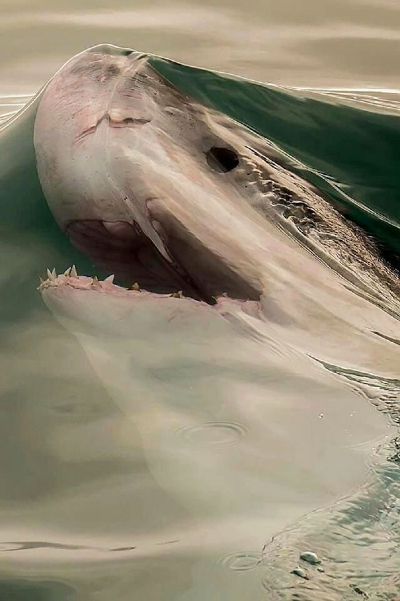 Shark-Attack2